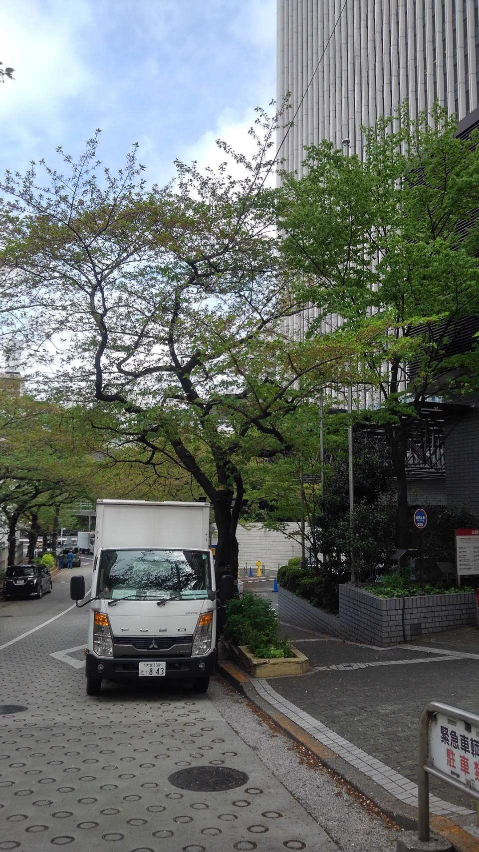 #葉桜