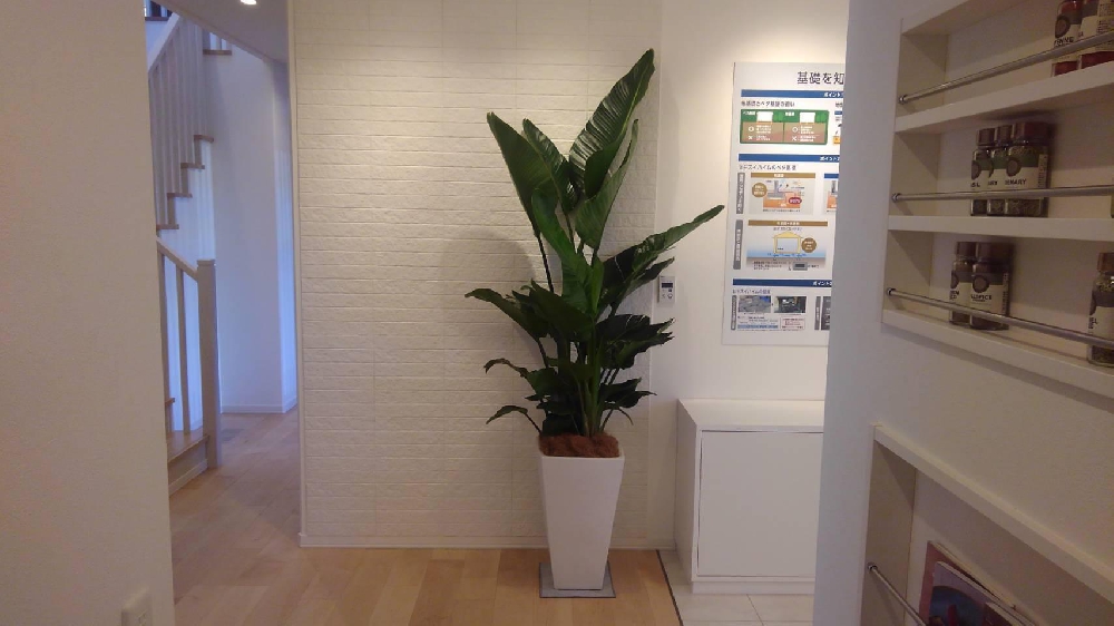 #観葉植物
