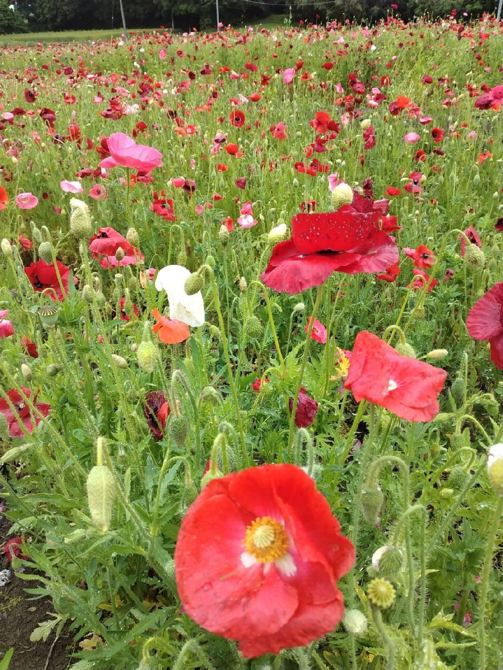 こうのす花まつり ポピーまつり（馬室会場） 