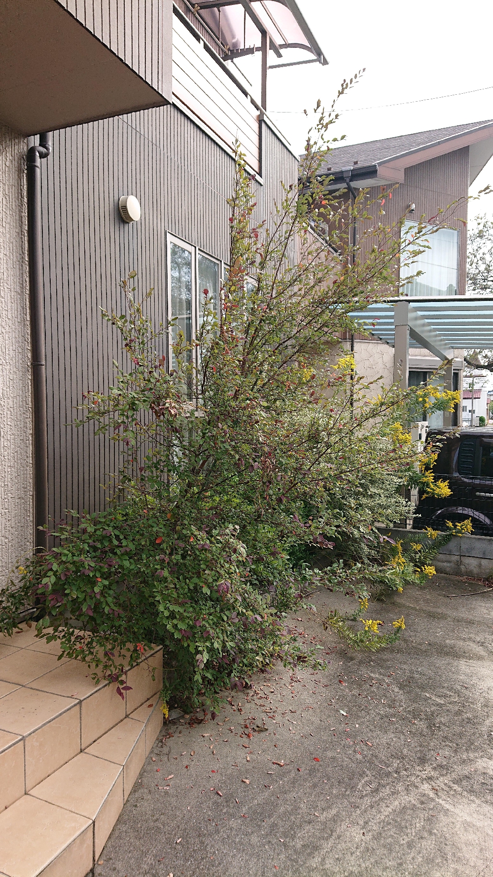 植木の剪定作業