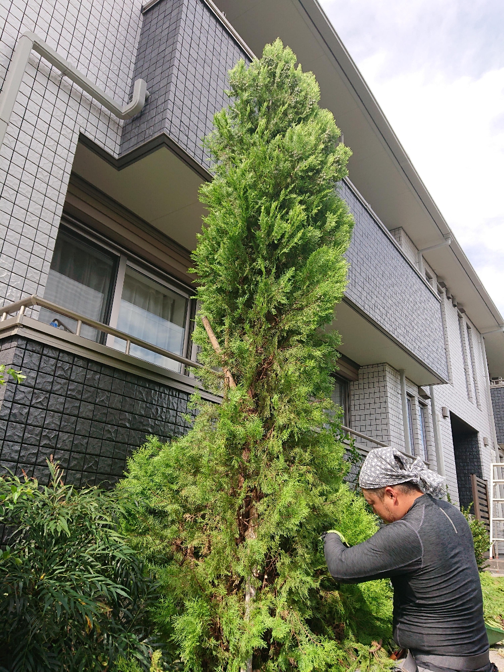 上尾植木