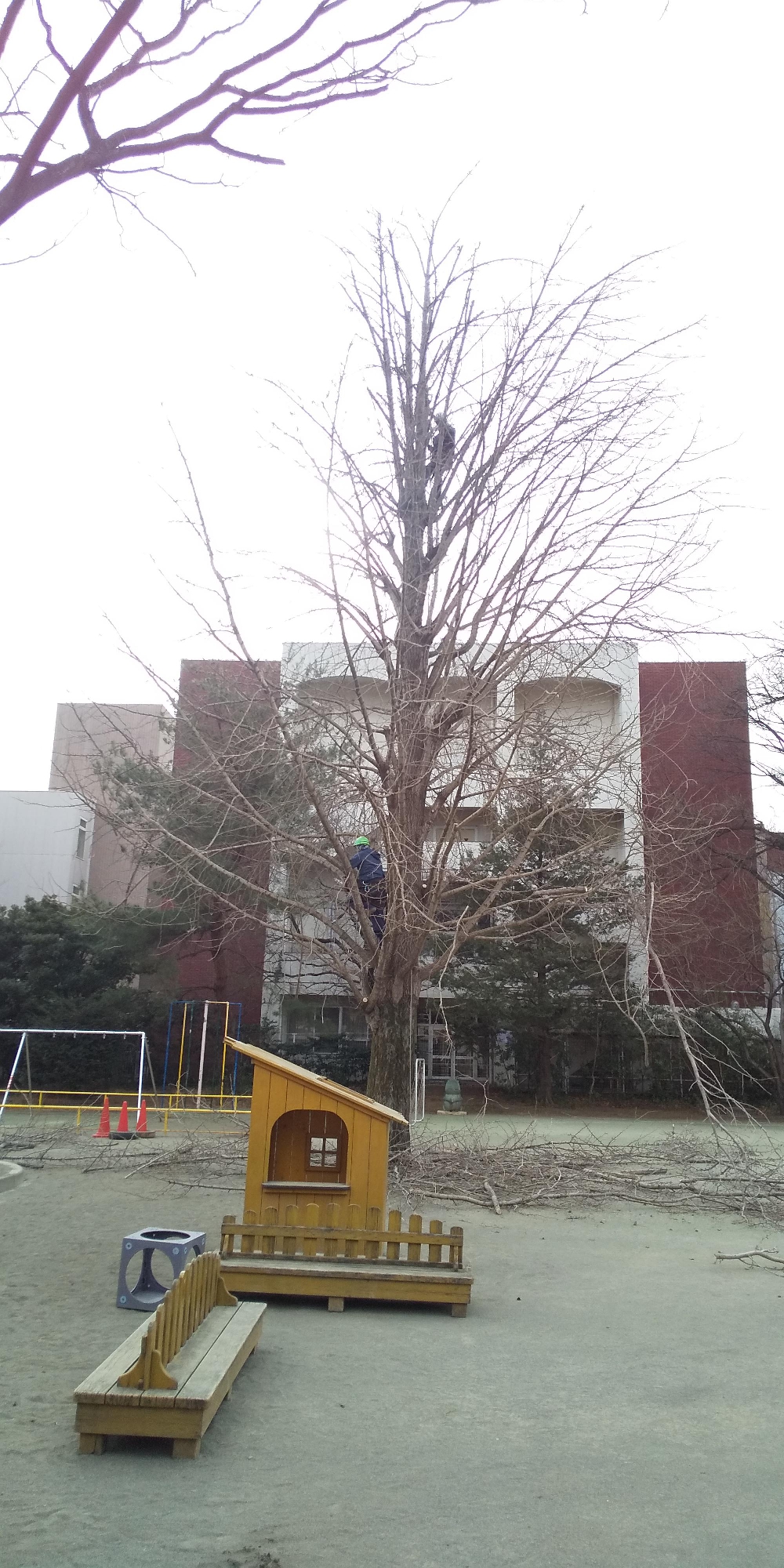 ふじみ野市にて 植栽管理