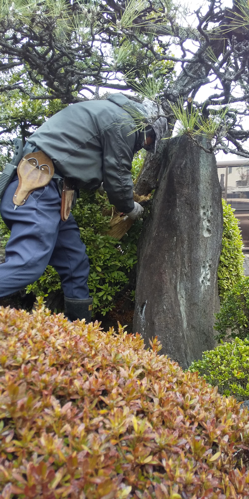 こも巻き外し作業