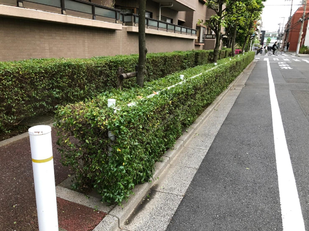 低木刈り込み
