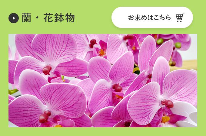 蘭・花鉢物